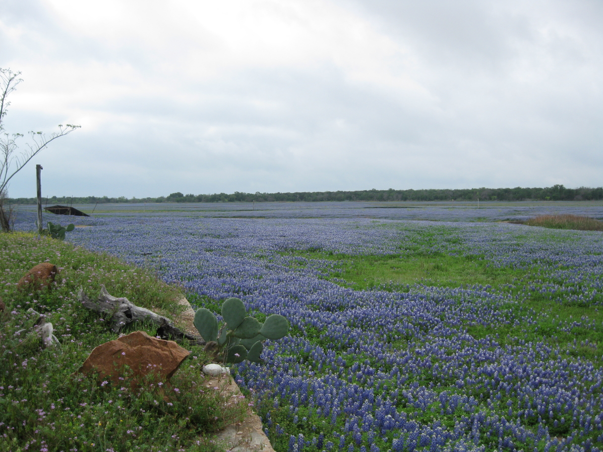 bluebonnets