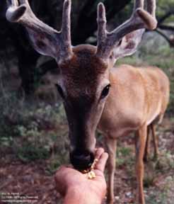 Deer at Inks Lake